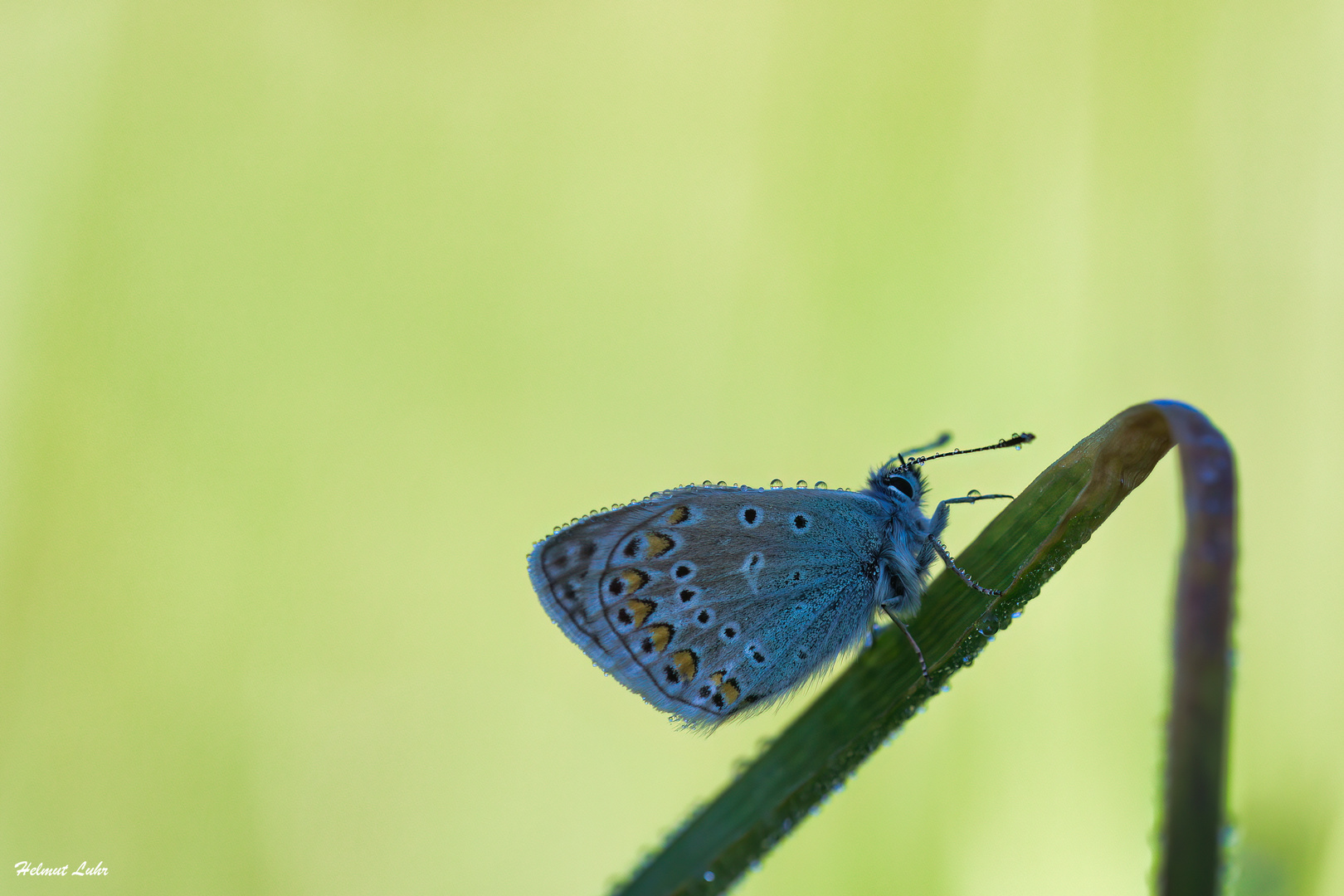 Bläuling . . .
