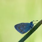 Bläuling . . .