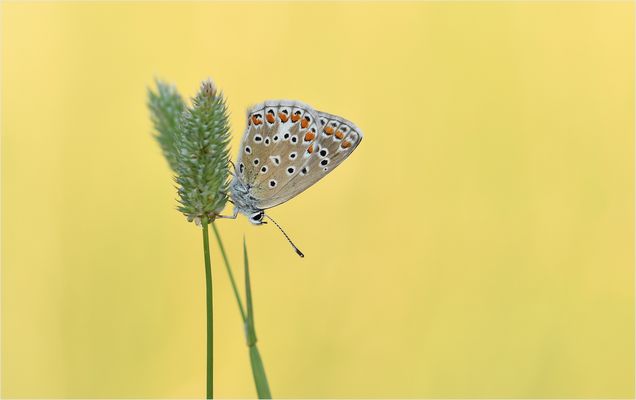 *Bläuling & die Stille genießen*