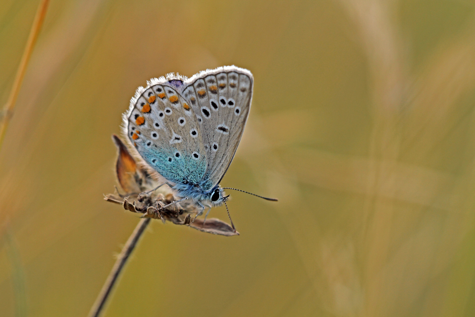Bläuling Foto & Bild | tiere, wildlife, schmetterlinge Bilder auf ...