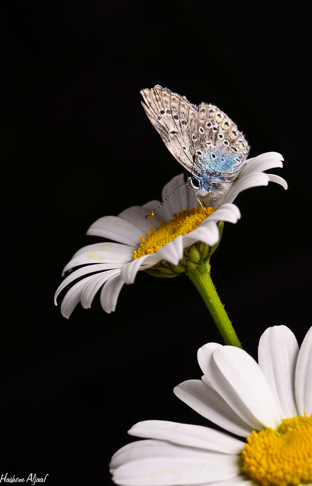 Bläuling falter Blume