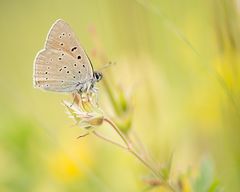 Bläuling-Feuerfalter...  Lycaena hippothoe eurydame