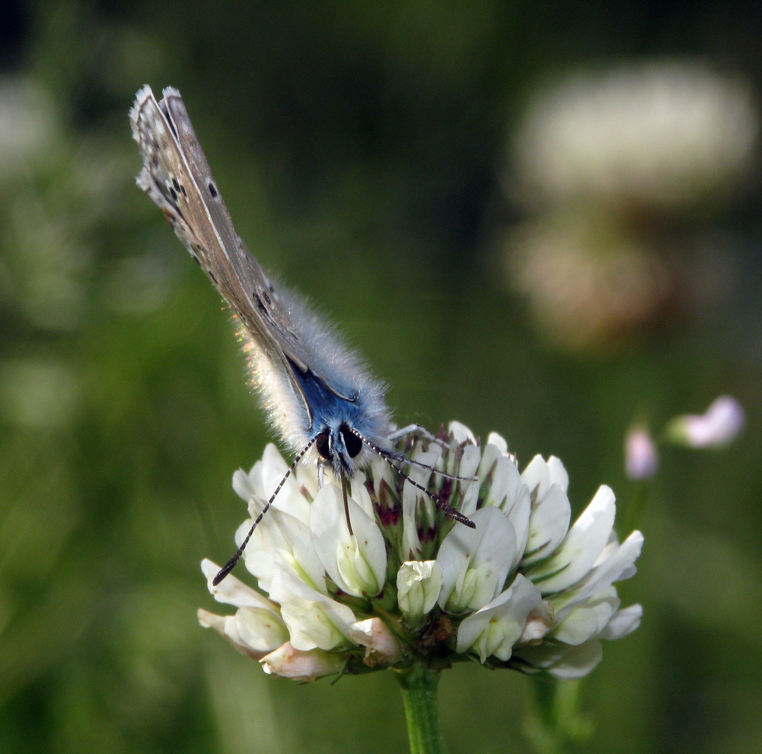 Bläuling frontal