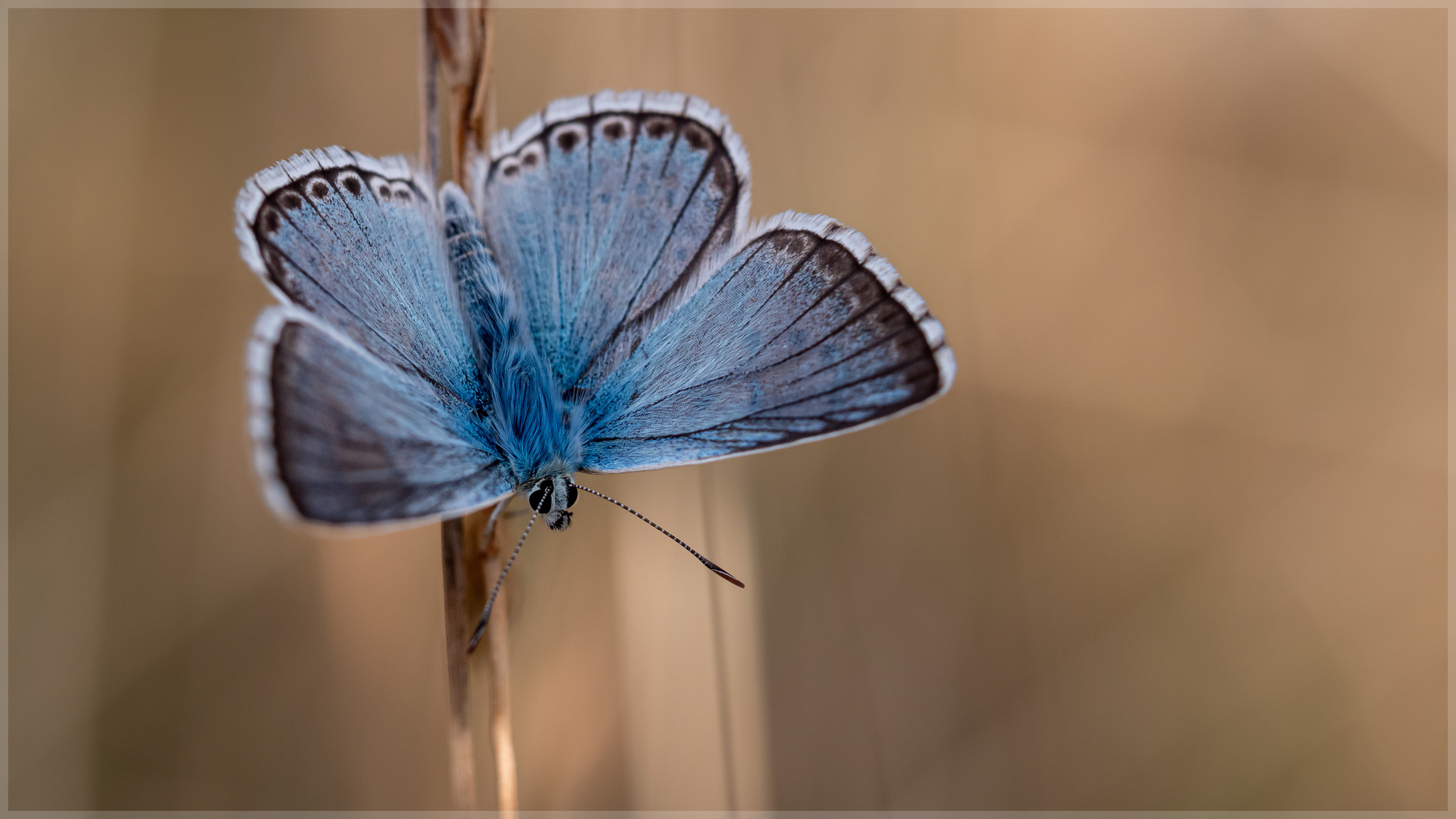 * Bläuling - ganz blau *