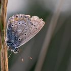 Bläuling gefunden im Naturschutzgebiet Albtrauf Baar im Schwarzwald Baar Kreis