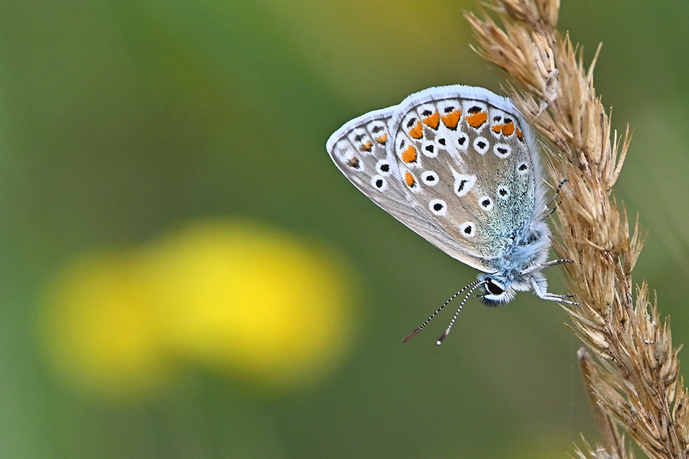  Bläuling Hauhechel-Bläuling - Polyommatus icarus 