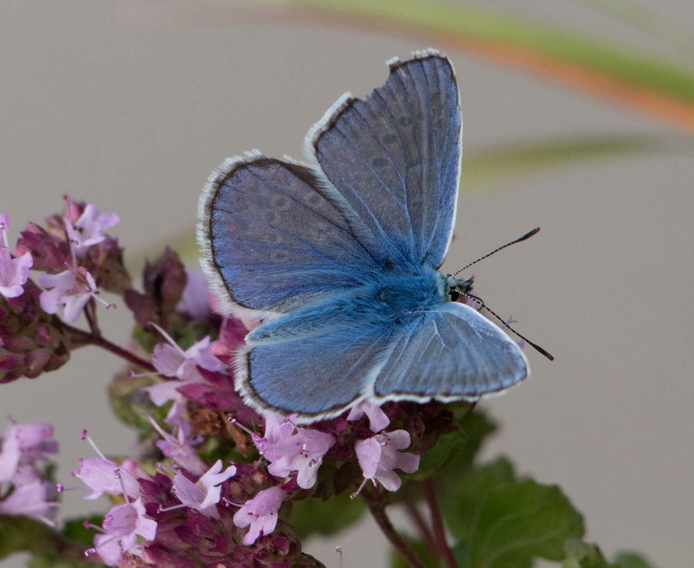 Bläuling im Garten