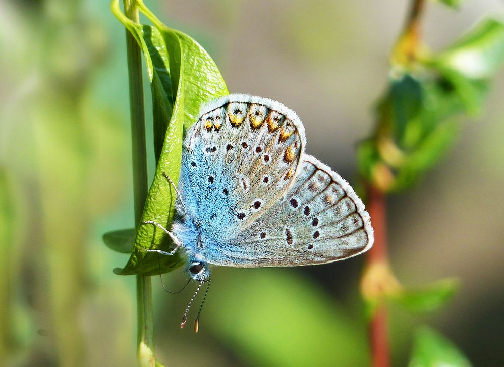 Bläuling im Garten