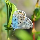 Bläuling im Garten