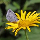 Bläuling im Garten wobei ich zuerst an...