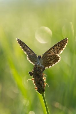 Bläuling im Gegenlicht