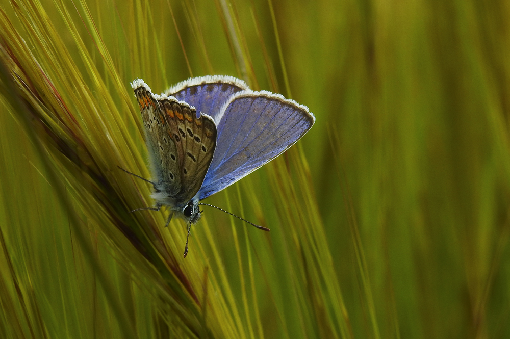  Bläuling im Gras