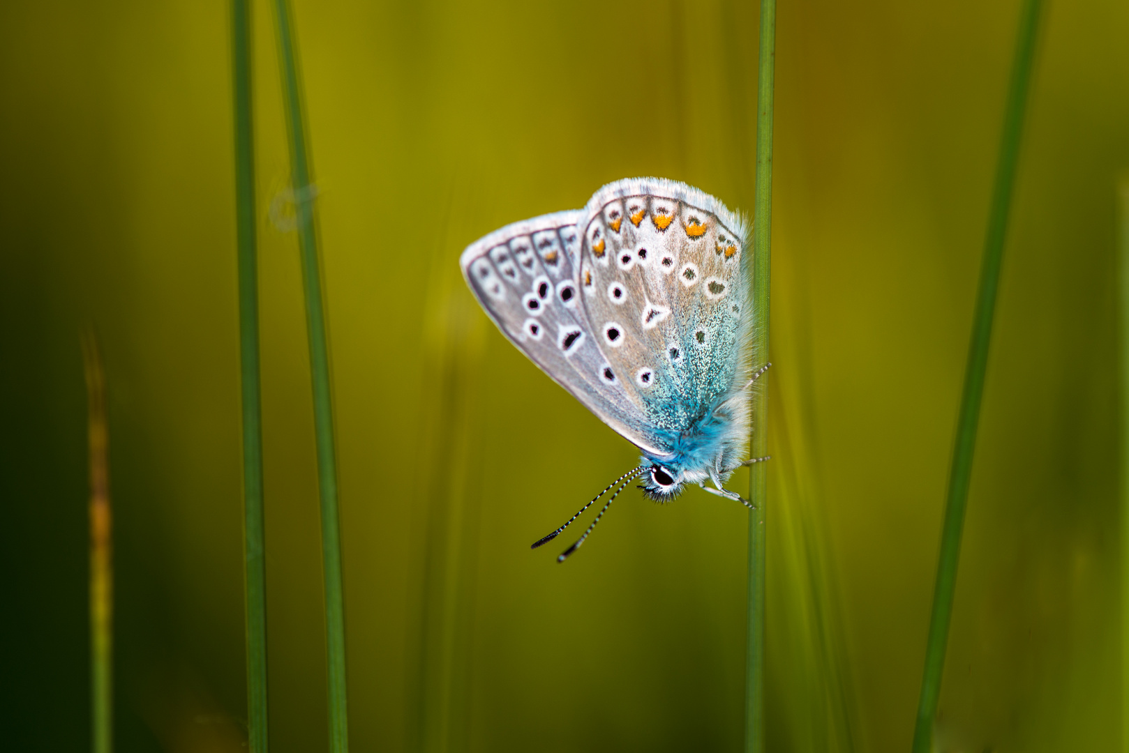 Bläuling im Gras versteckt