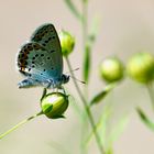 Bläuling im Halbschatten