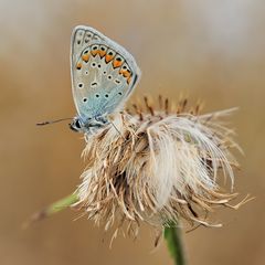 *Bläuling im Herbst*