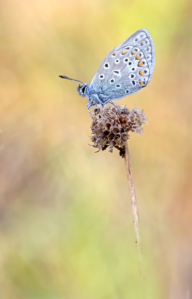 Bläuling im Herbst