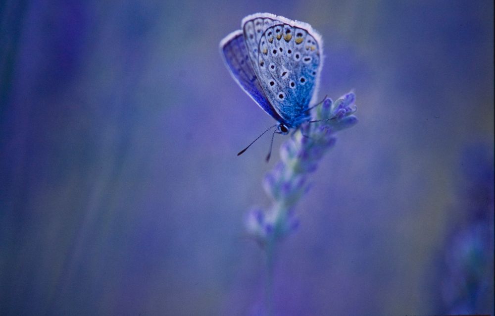 Bläuling im Lavendel von Uwe Hilsmann 