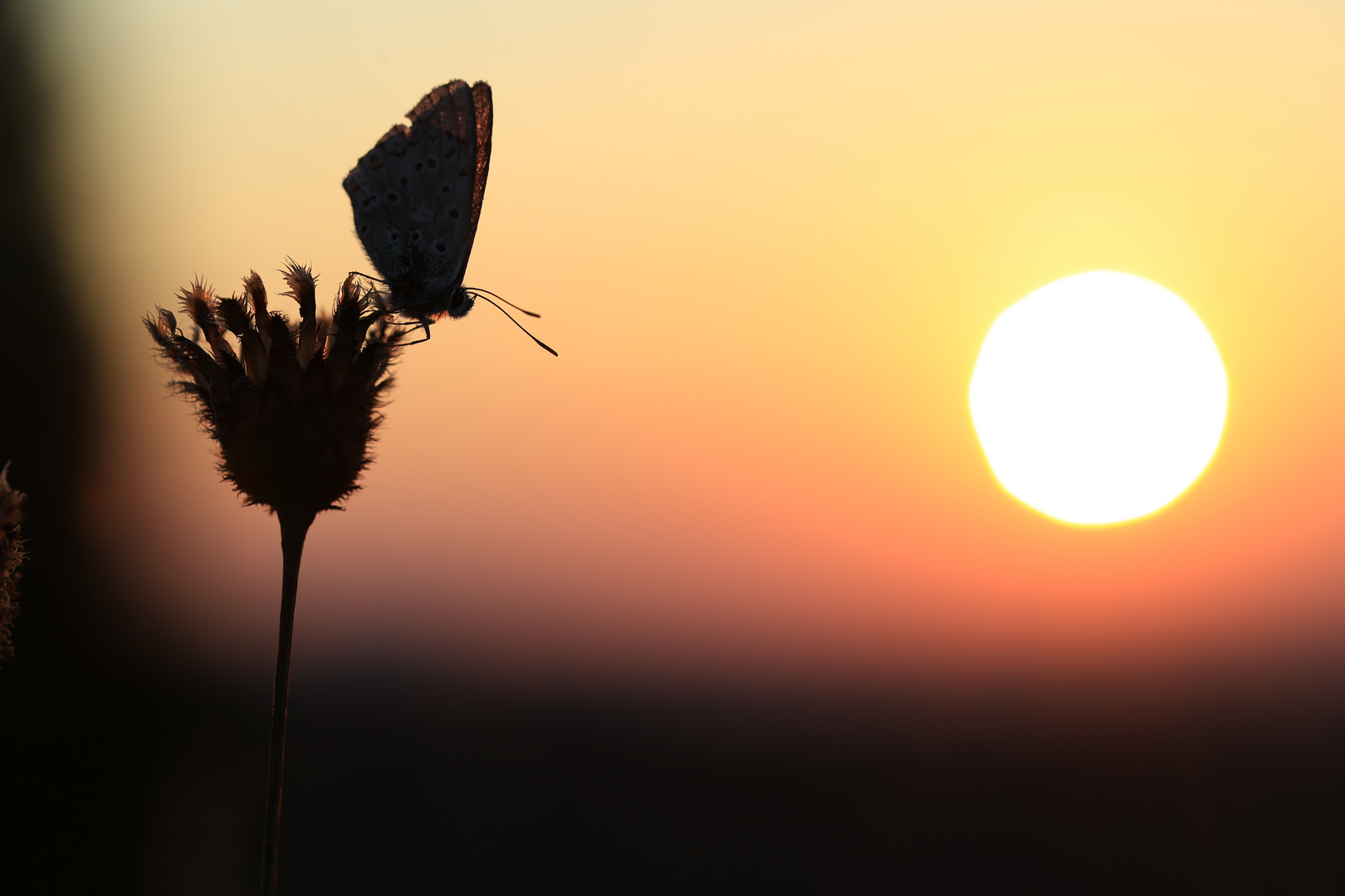 Bläuling im morgendlichen Gegenlicht