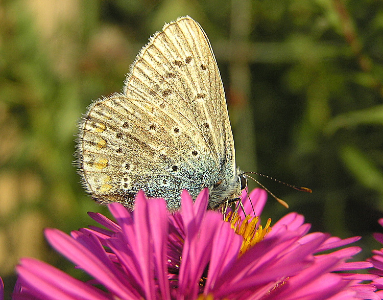 Bläuling - Im Septemberlicht