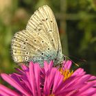 Bläuling - Im Septemberlicht