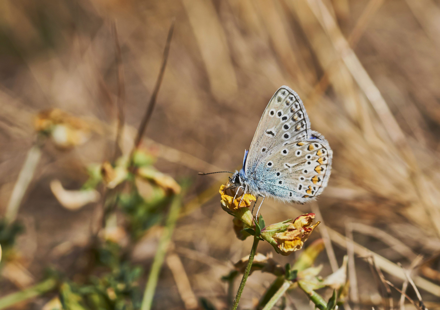 Bläuling im Sommer 2018