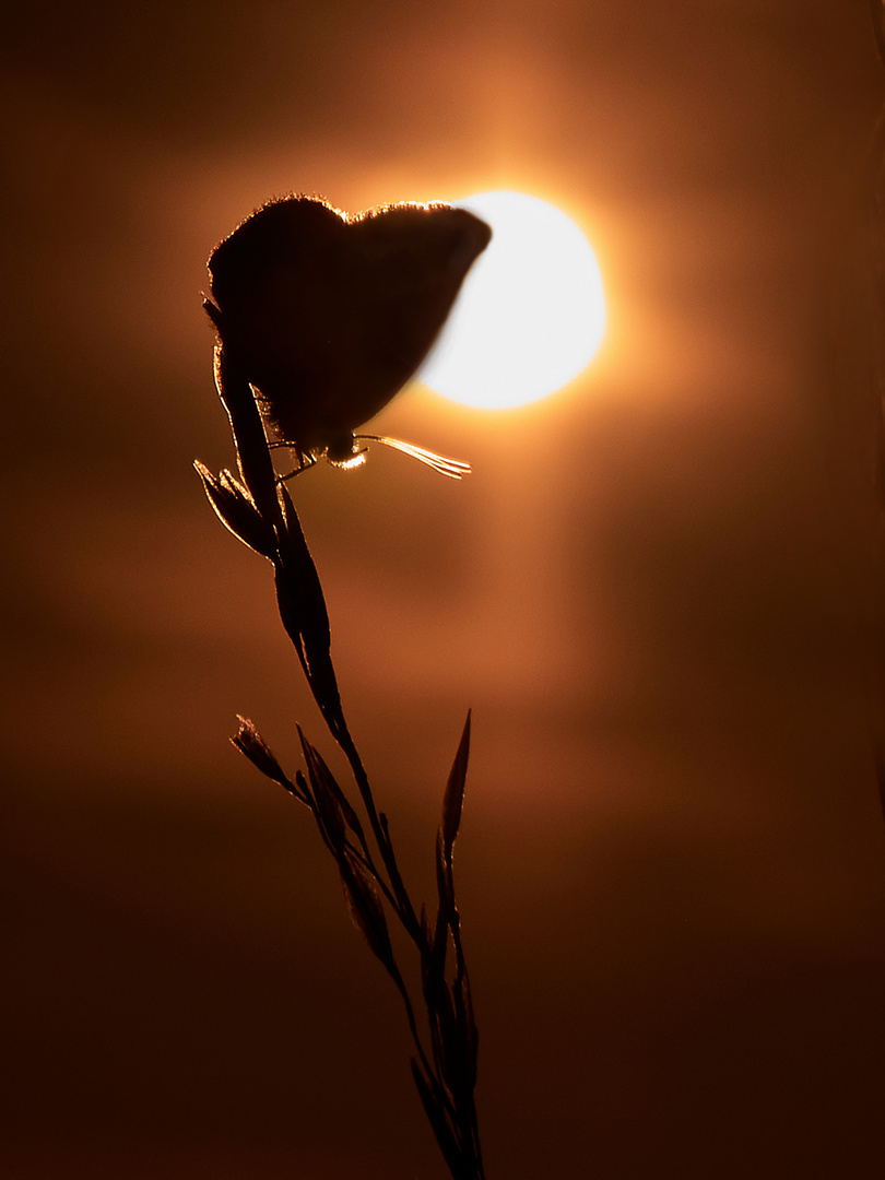 Bläuling im Sonnenuntergang