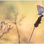 Bläuling im Spätsommer