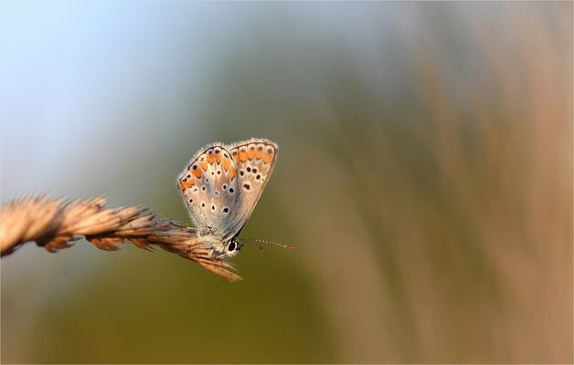 *Bläuling im warmen Abendlicht*