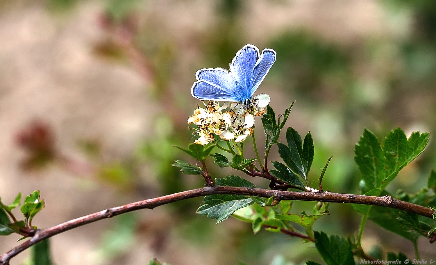 Bläuling im Wind