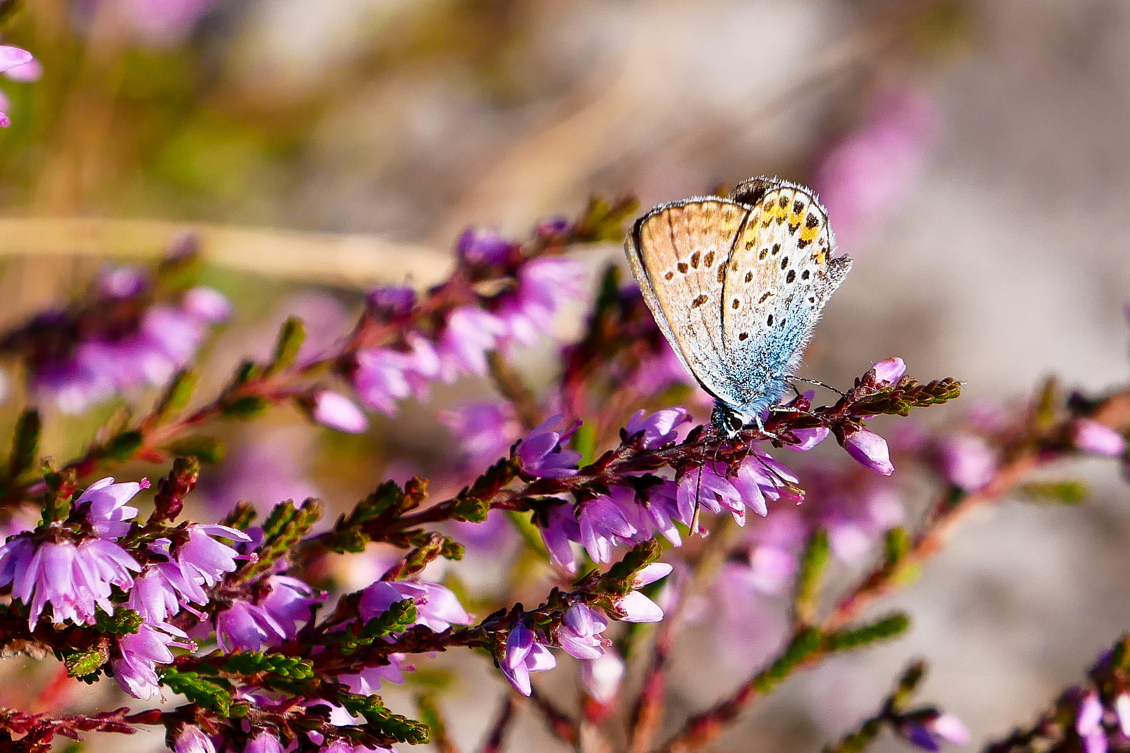 Bläuling in der blühenden Dethlinger Heide August 2020