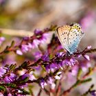 Bläuling in der blühenden Dethlinger Heide August 2020