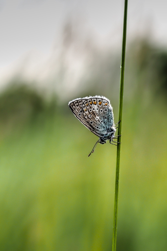 Bläuling in der Eifel