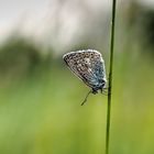 Bläuling in der Eifel