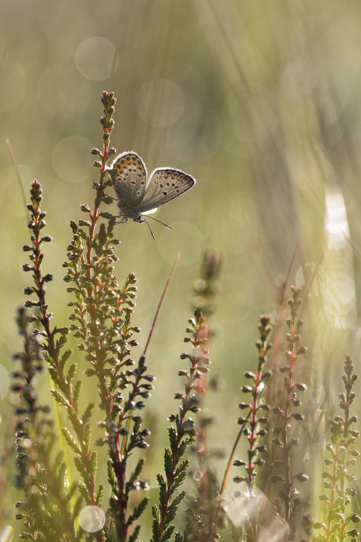 Bläuling in der Heide