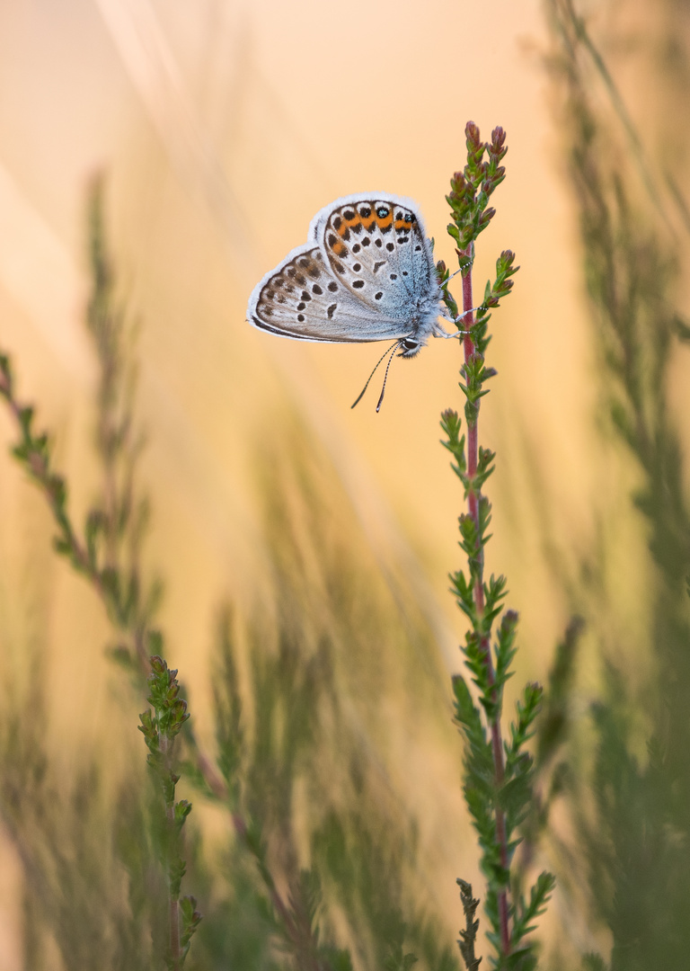 __bläuling in der heide__