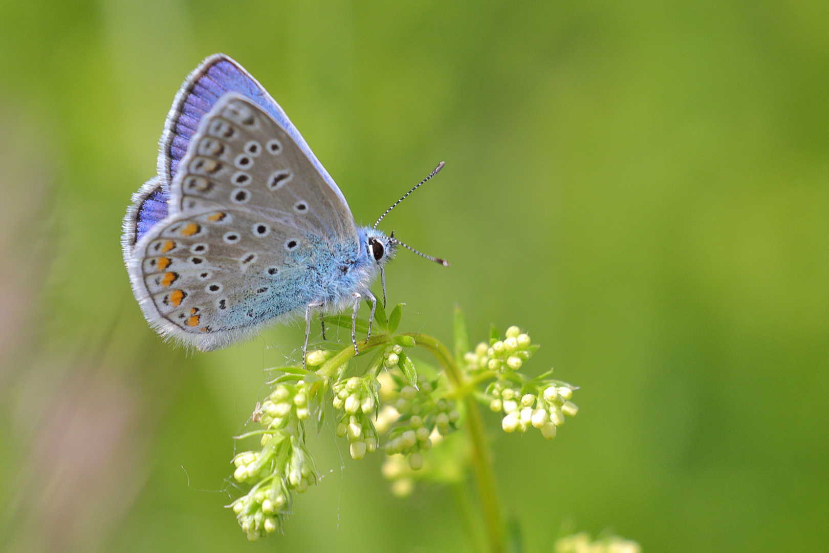 Bläuling in der Wiese