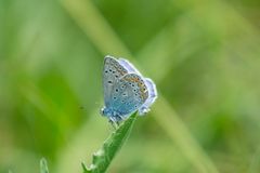 Bläuling in einer Blumenwiese