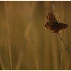 Bläuling / Lycaena tityrus