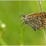 Bläuling / Lycaena tityrus