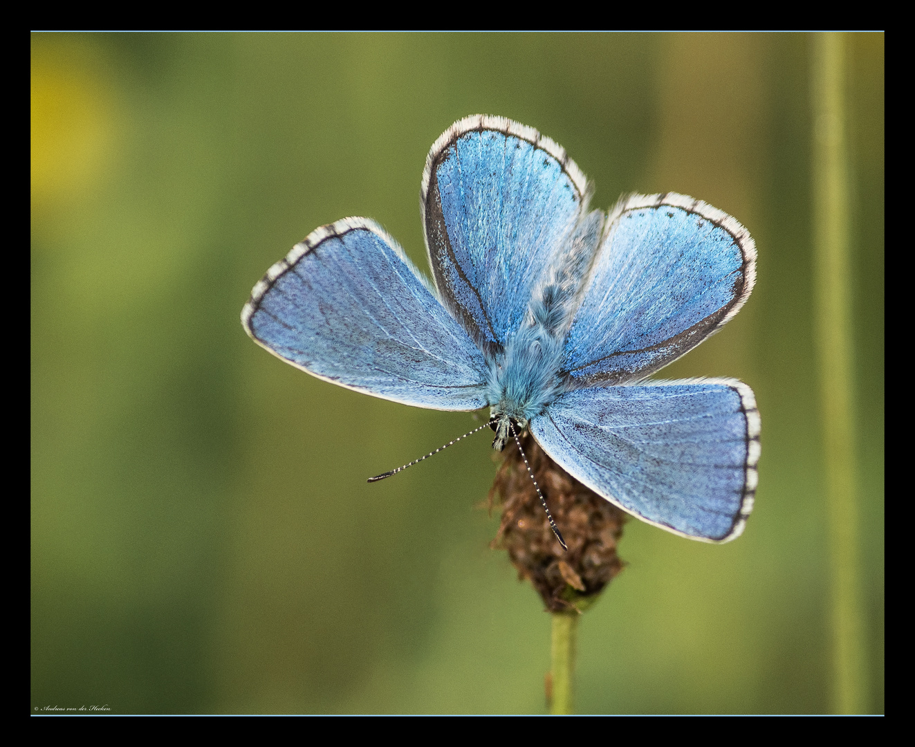 Bläuling (Lycaenidae)