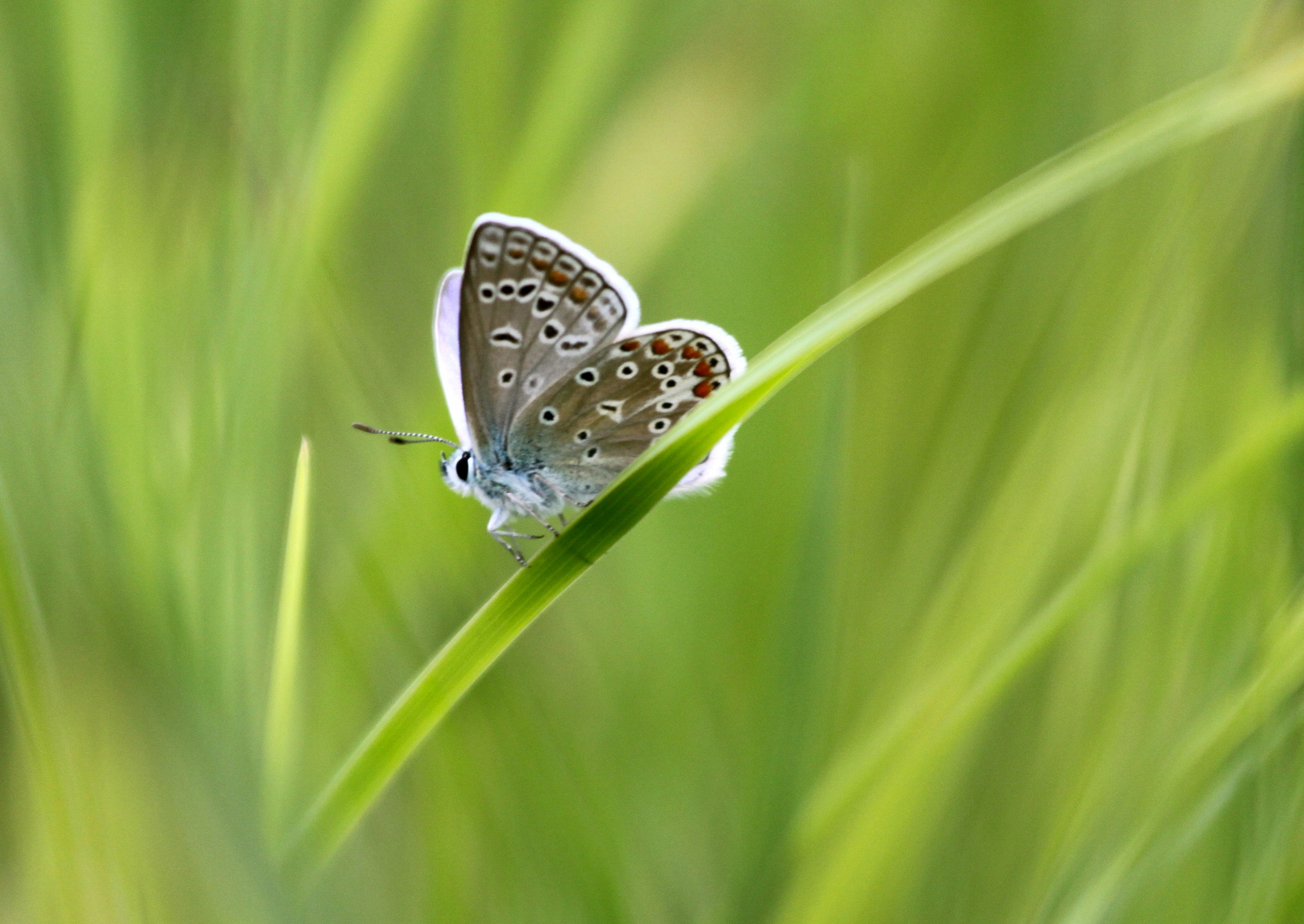 Bläuling (Lycaenidae)