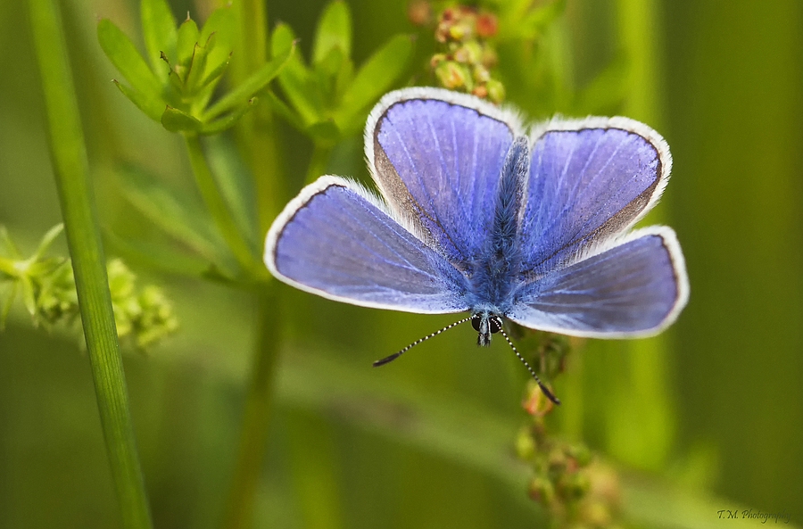 Bläuling (Lycaenidae)