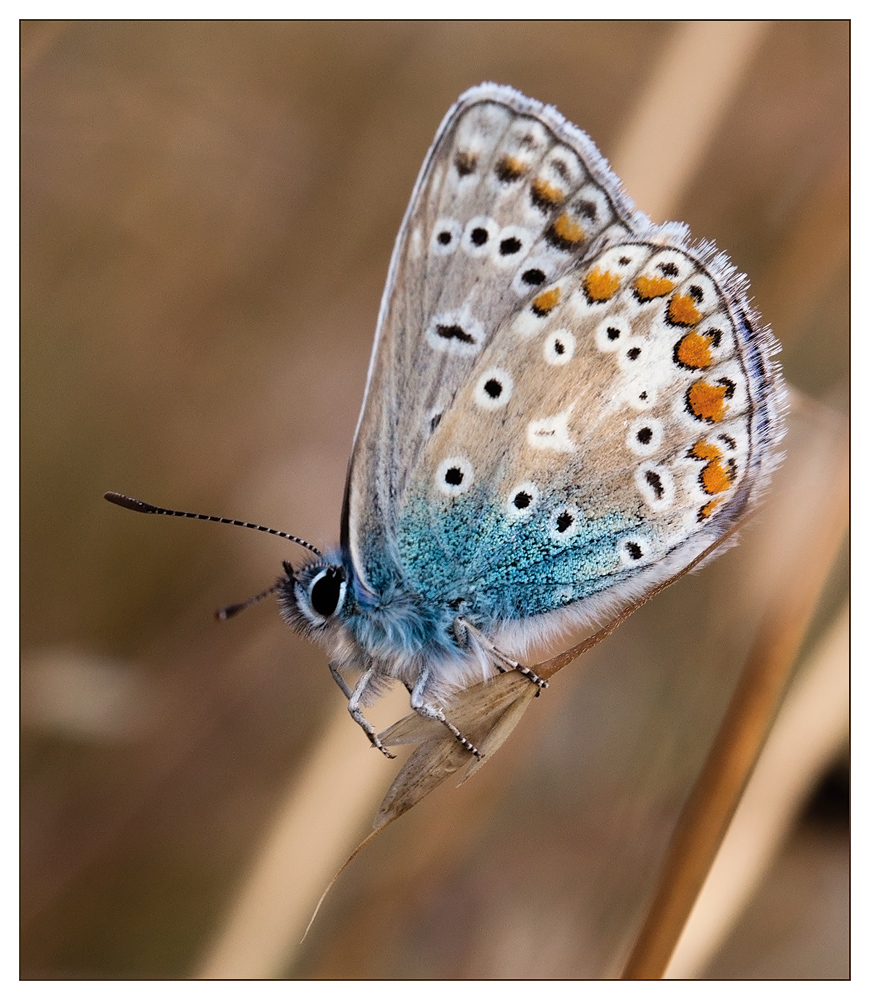 bläuling (lycaenidae)