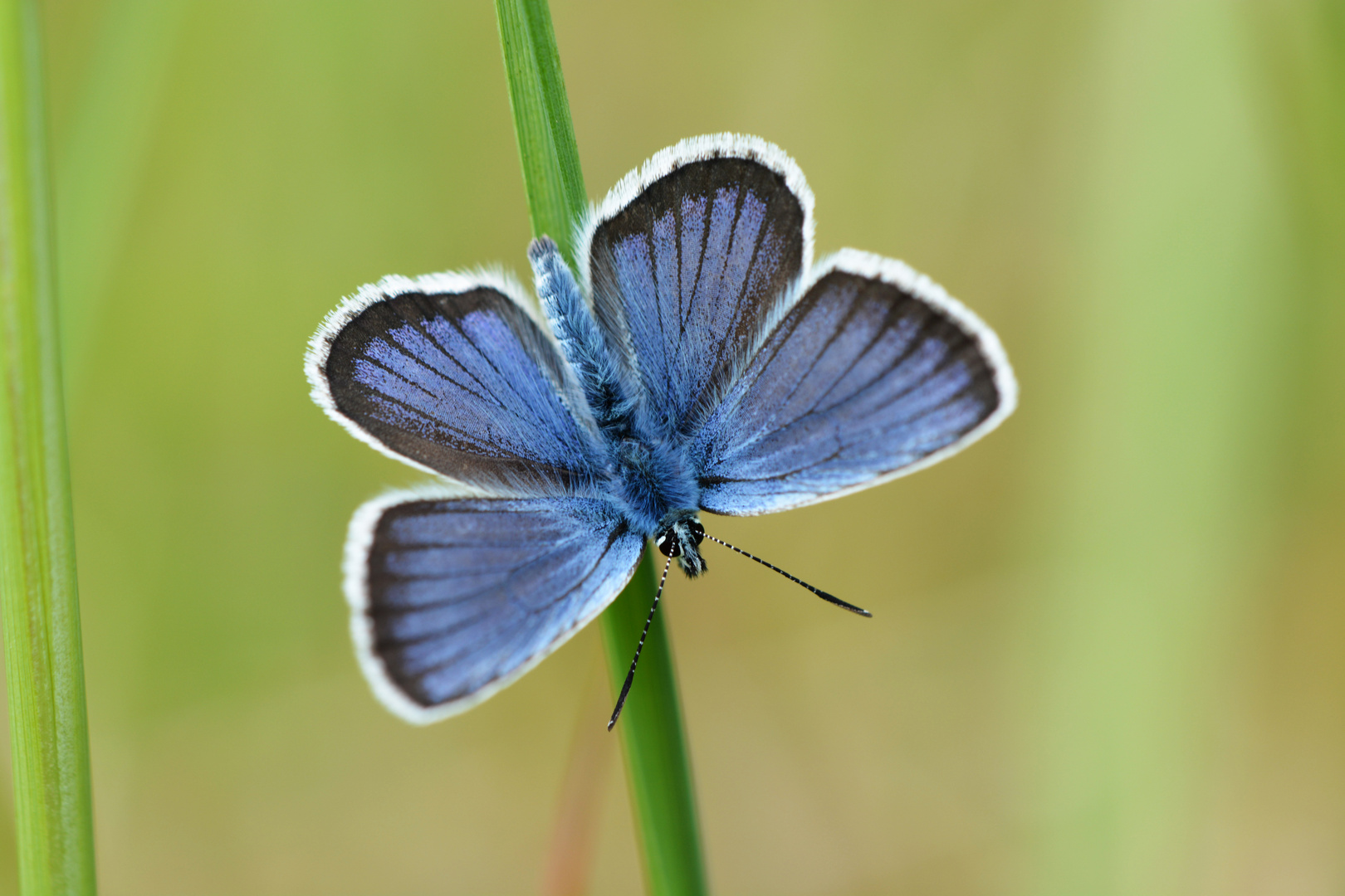 Bläuling, Lycaenidae, Schmetterling