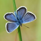 Bläuling, Lycaenidae, Schmetterling