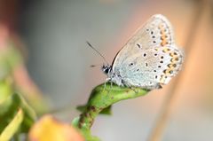 Bläuling Makro