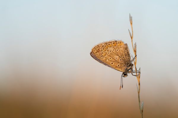 Bläuling mit Morgentau
