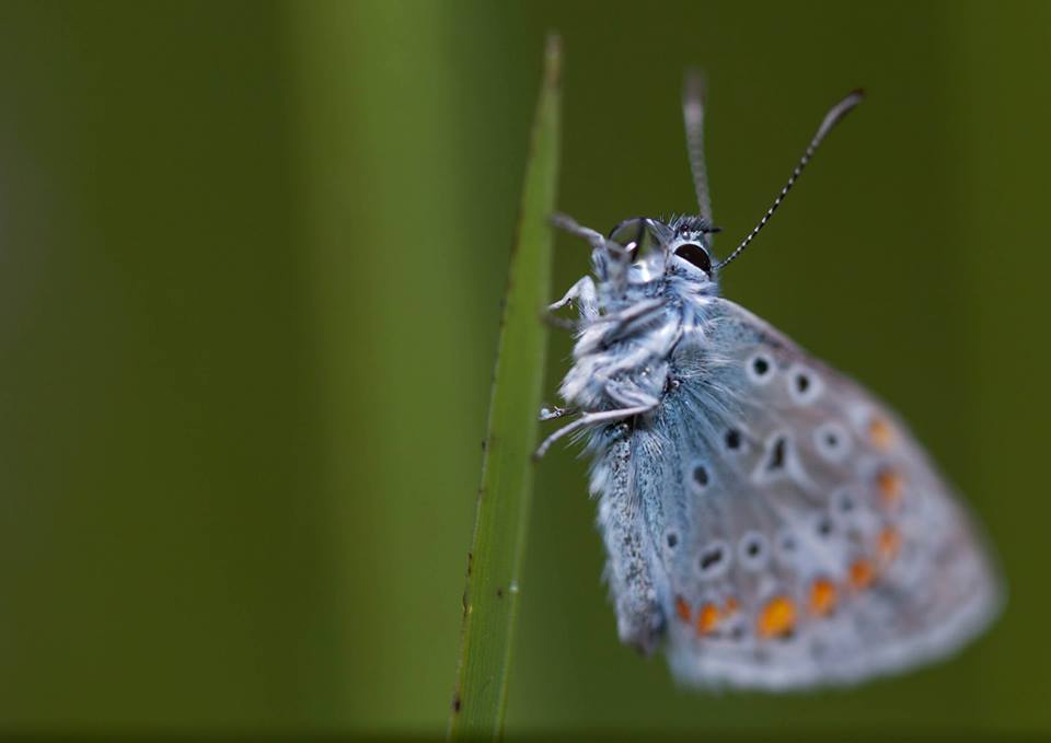 Bläuling mit Wassertropfen