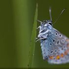 Bläuling mit Wassertropfen