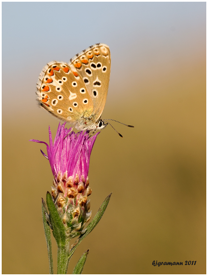 Bläuling (Polyommatus bellargus) ...